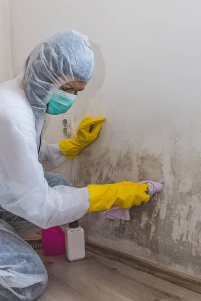 Best Black Mold Removal  in Dunes City, OR